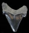 Bargain Angustidens Tooth - Megalodon Ancestor #30182-1